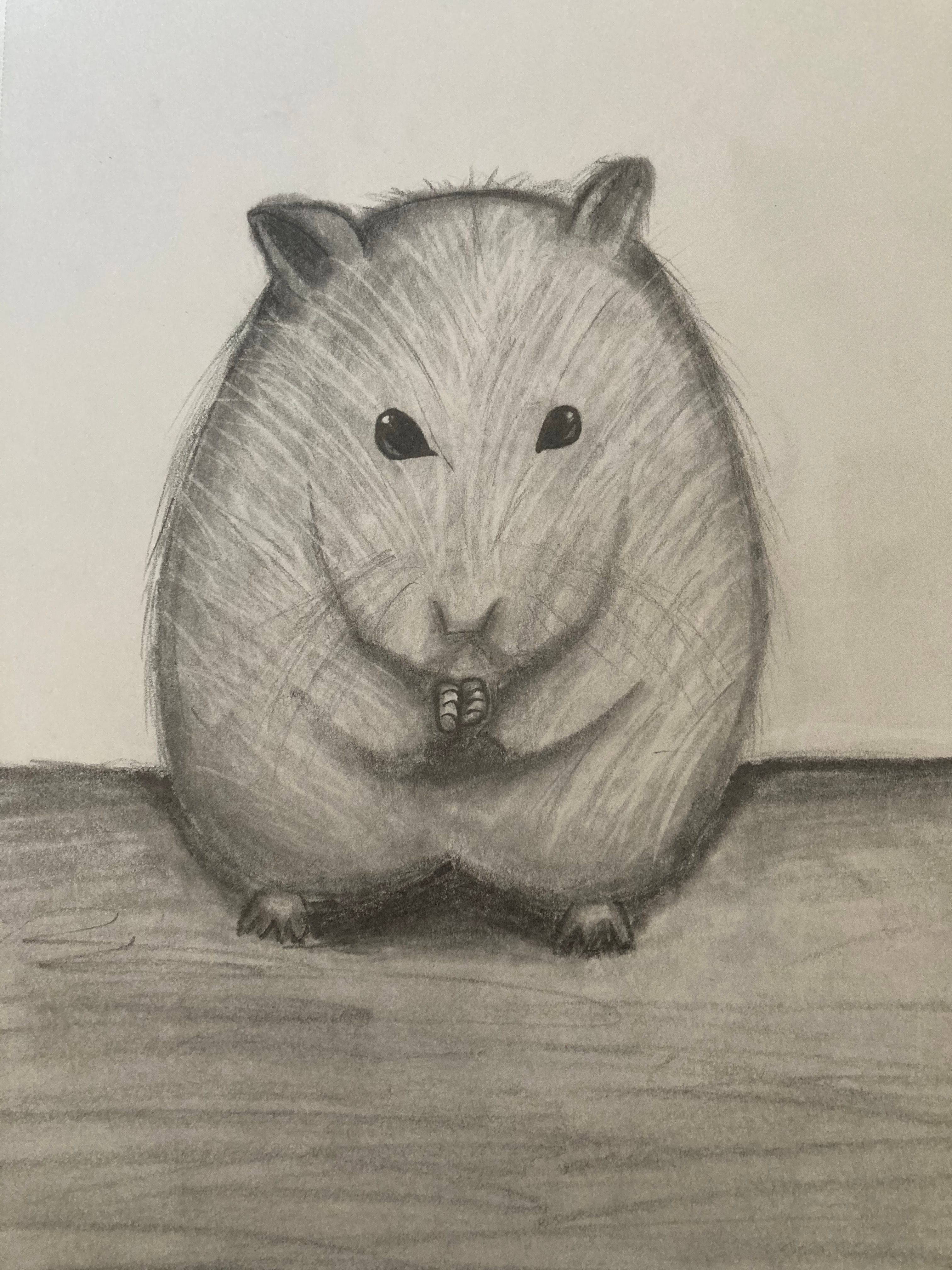 Draw a Hamster Sketch a Realistic Hamster Small Online Class for