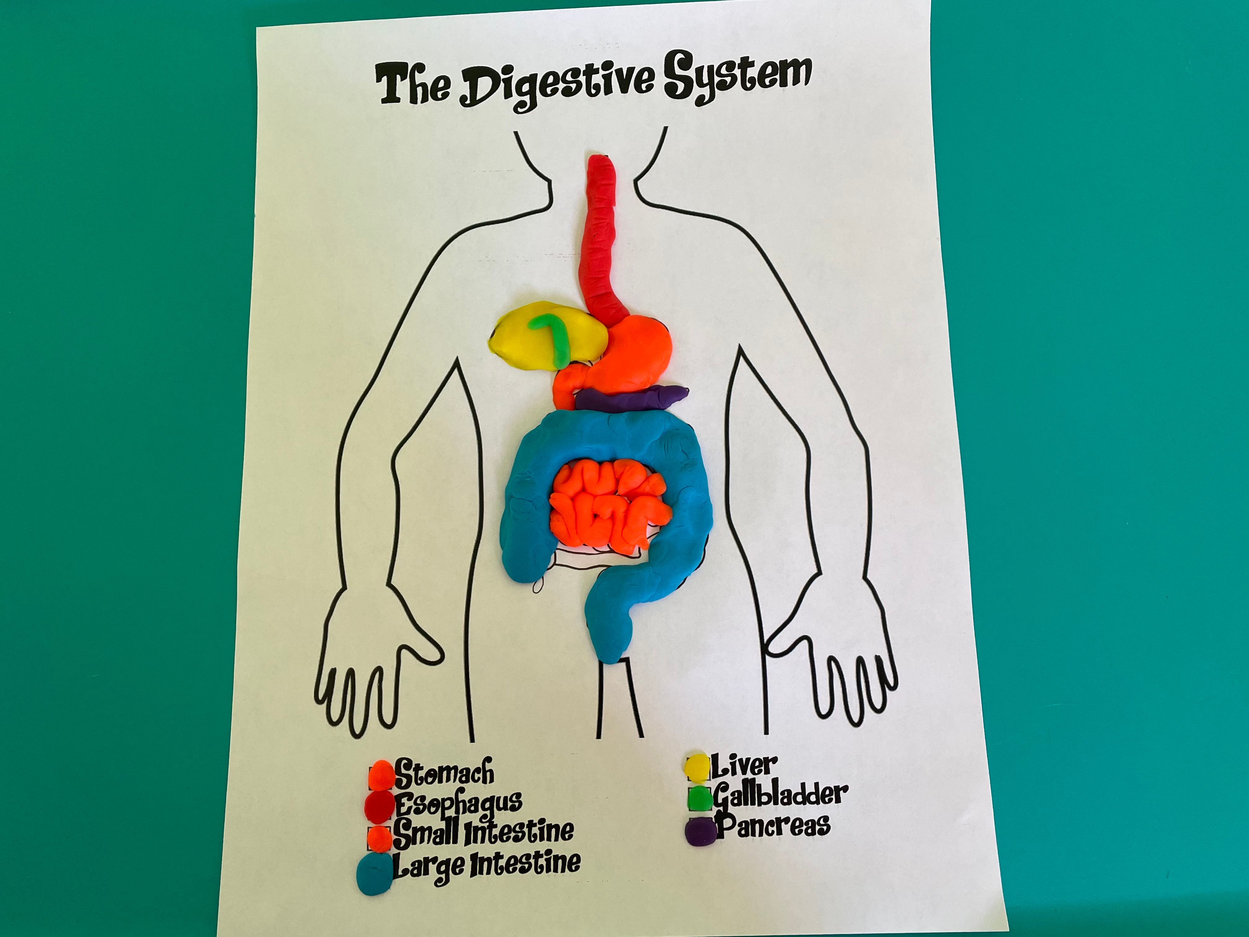 Build a Play-Doh Digestive System — Introduction to Anatomy - Human ...