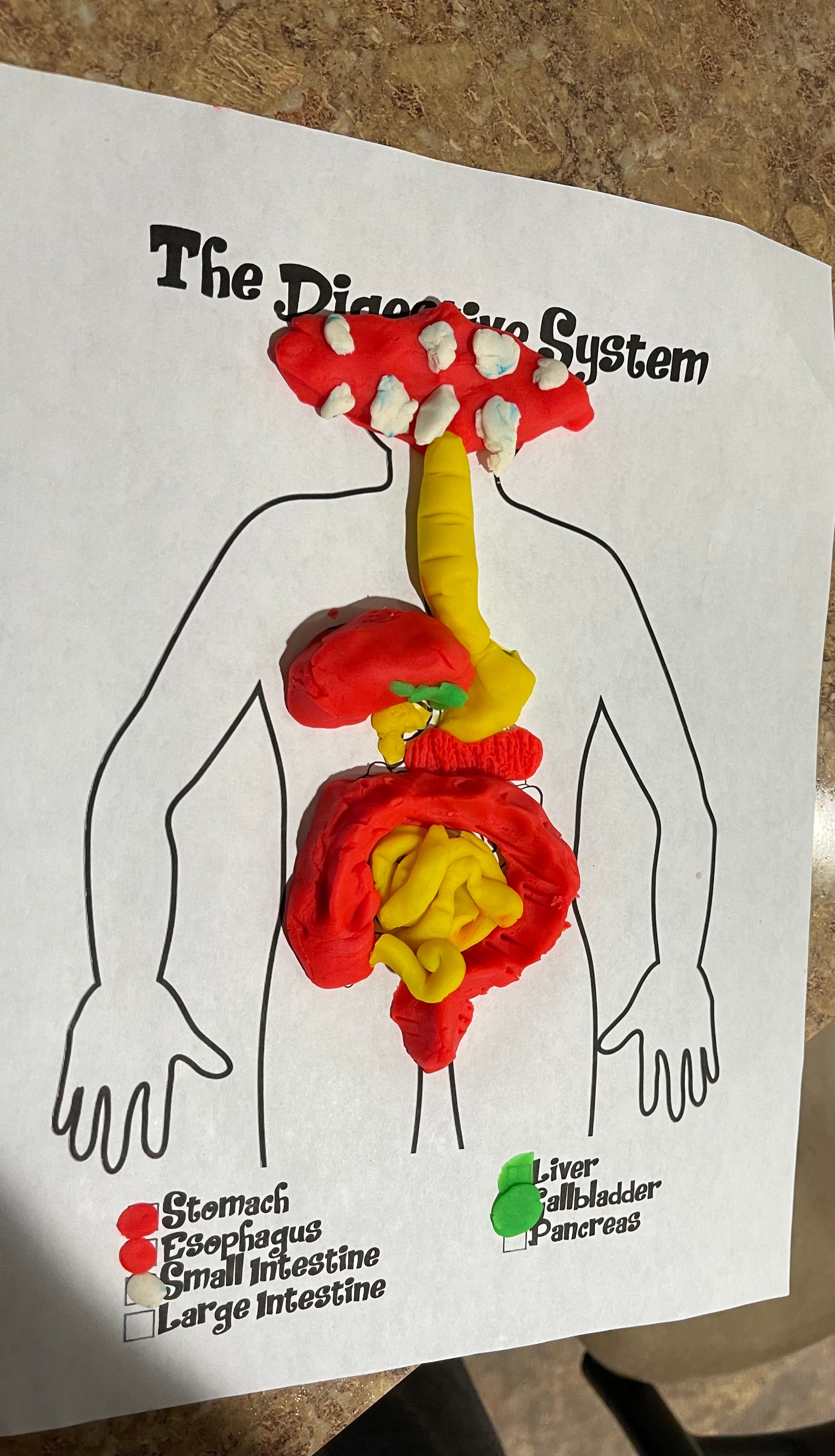 Build a Play-Doh Digestive System — Introduction to Anatomy - Human ...