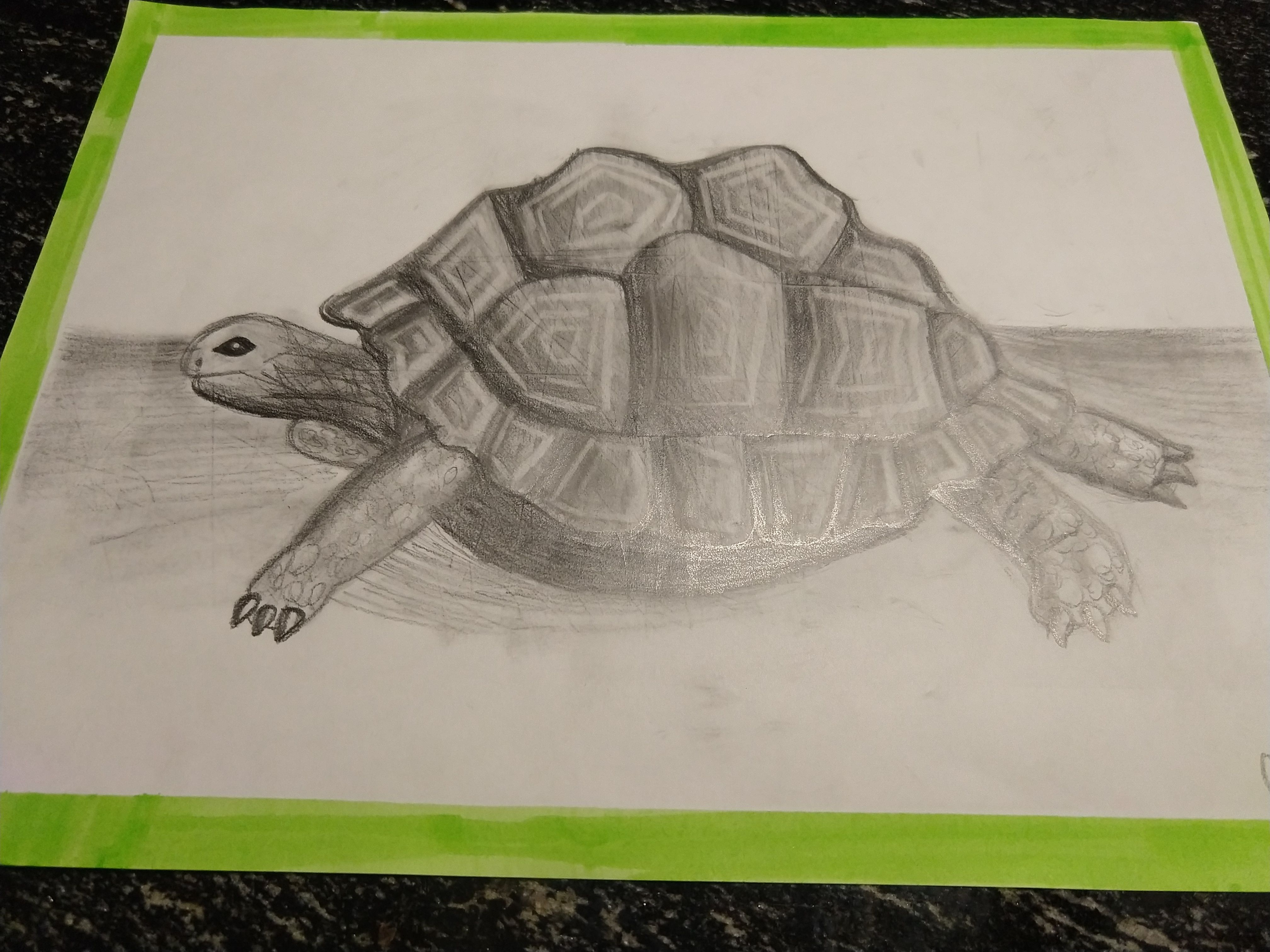 Animal Art Realistic Tortoise Sketch Small Online Class for Ages 10