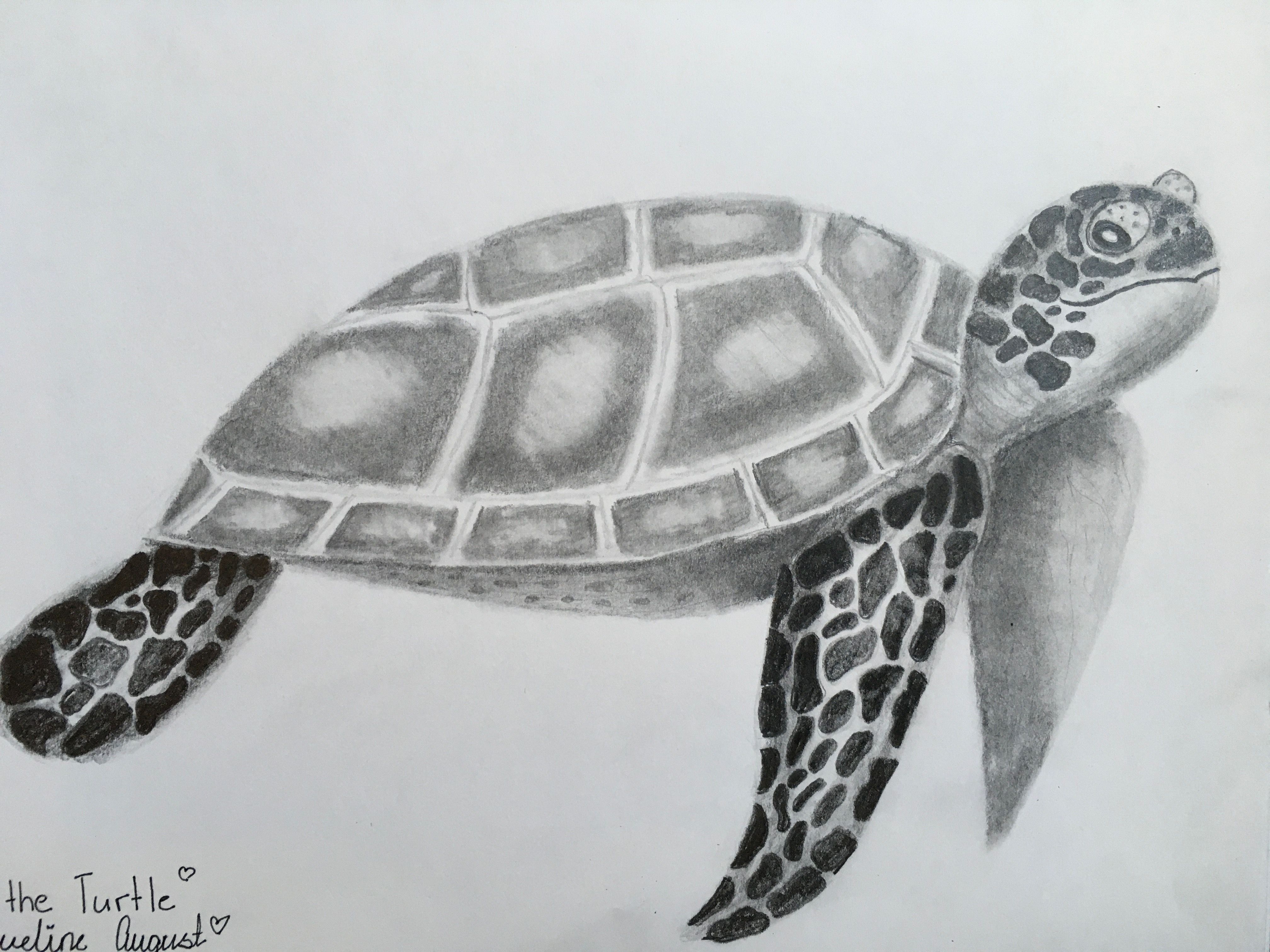 Realistic Sea Animal Sketching | Small Online Class for Ages 10-15