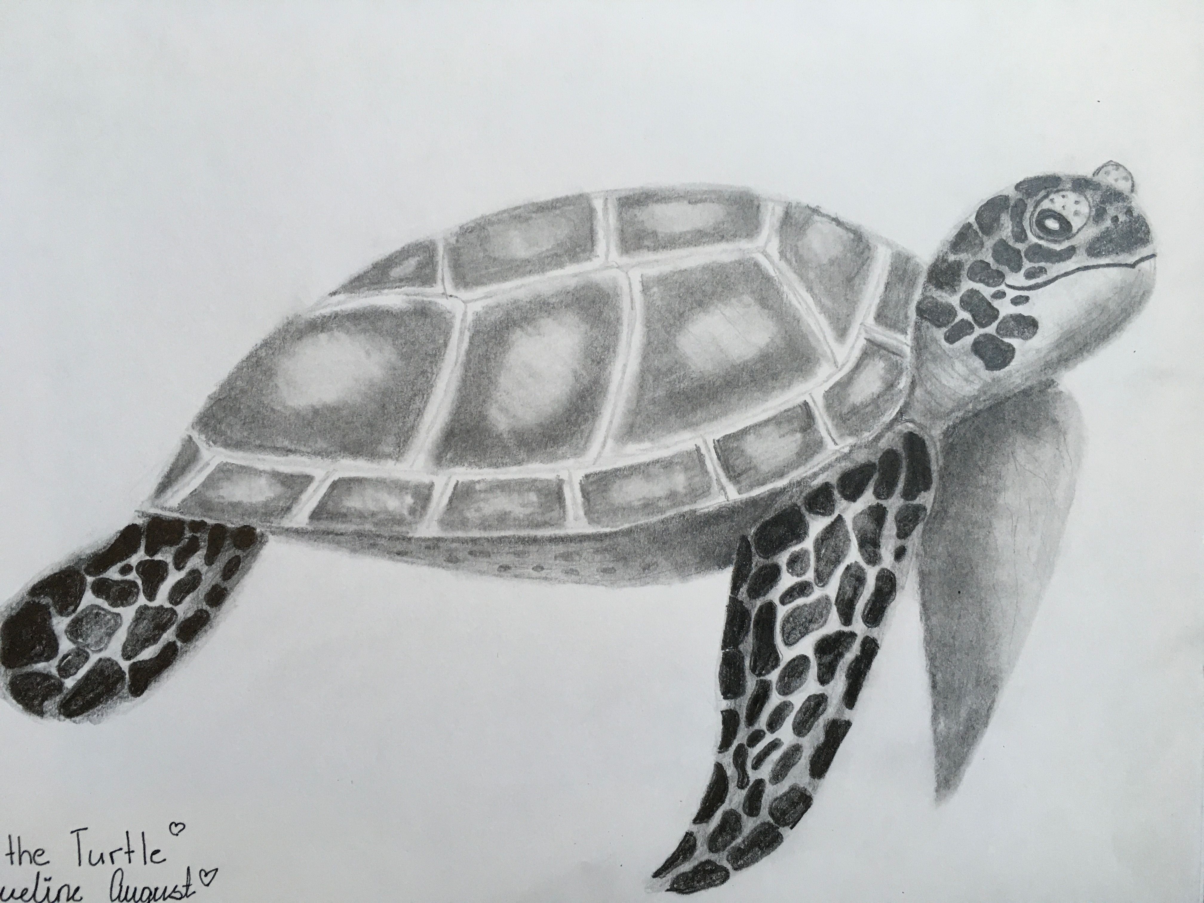 Realistic Sea Animal Sketching | Small Online Class for Ages 10-15 ...