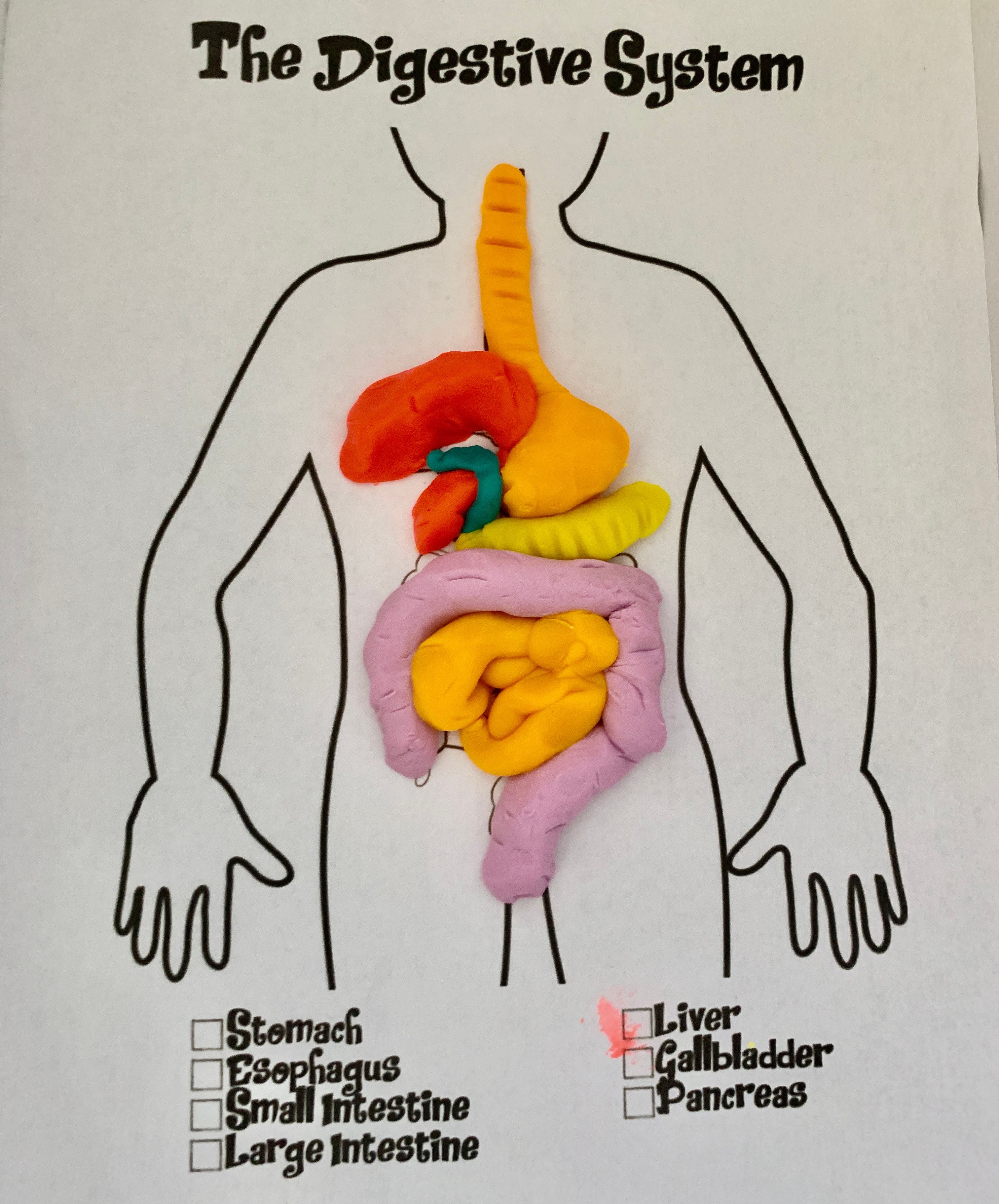 Build a Play-Doh Digestive System — Introduction to Anatomy | Small ...