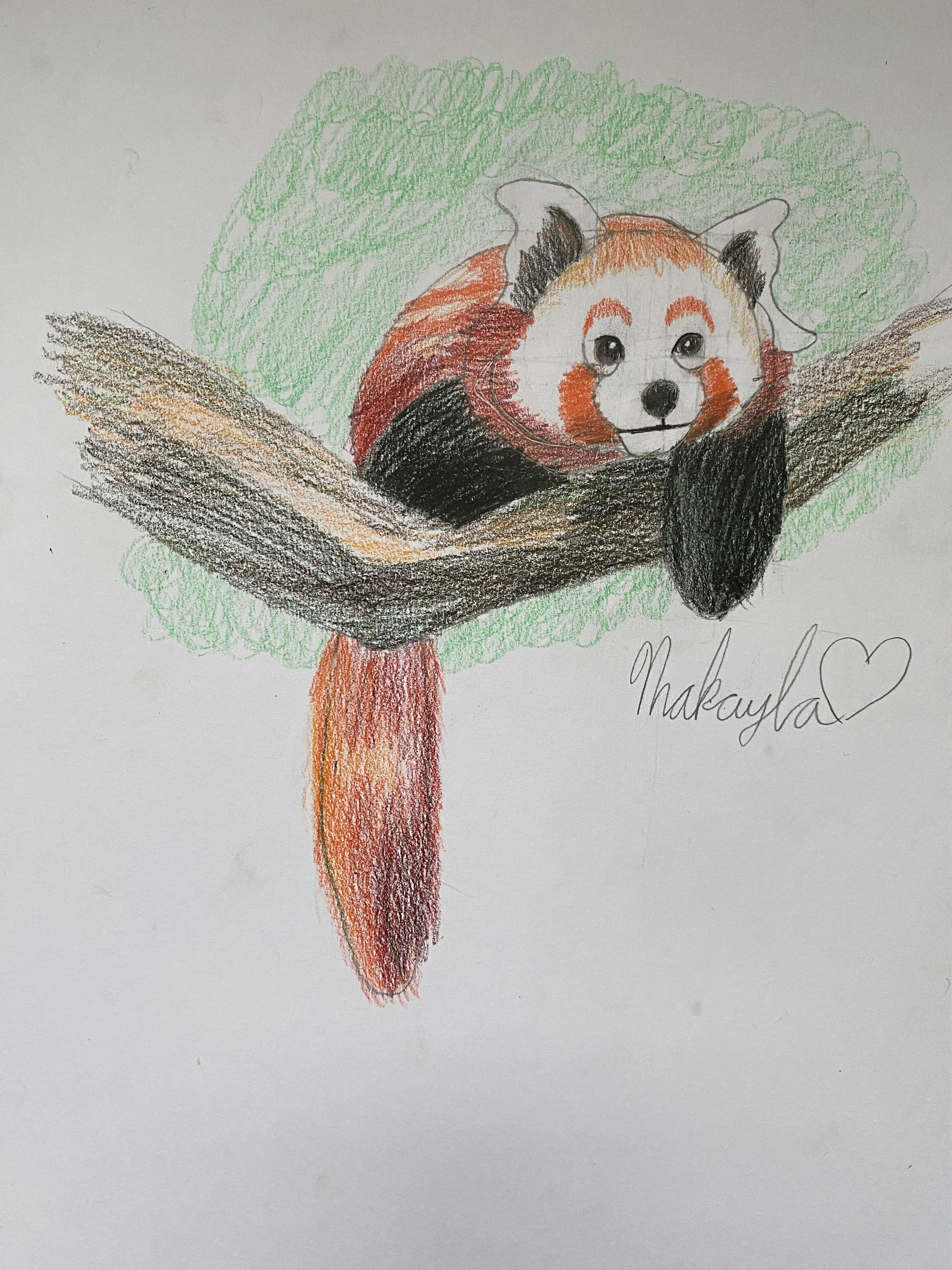 Drawing Learn How To Draw A Wild Animal Red Panda Small Online Class For Ages 10 15