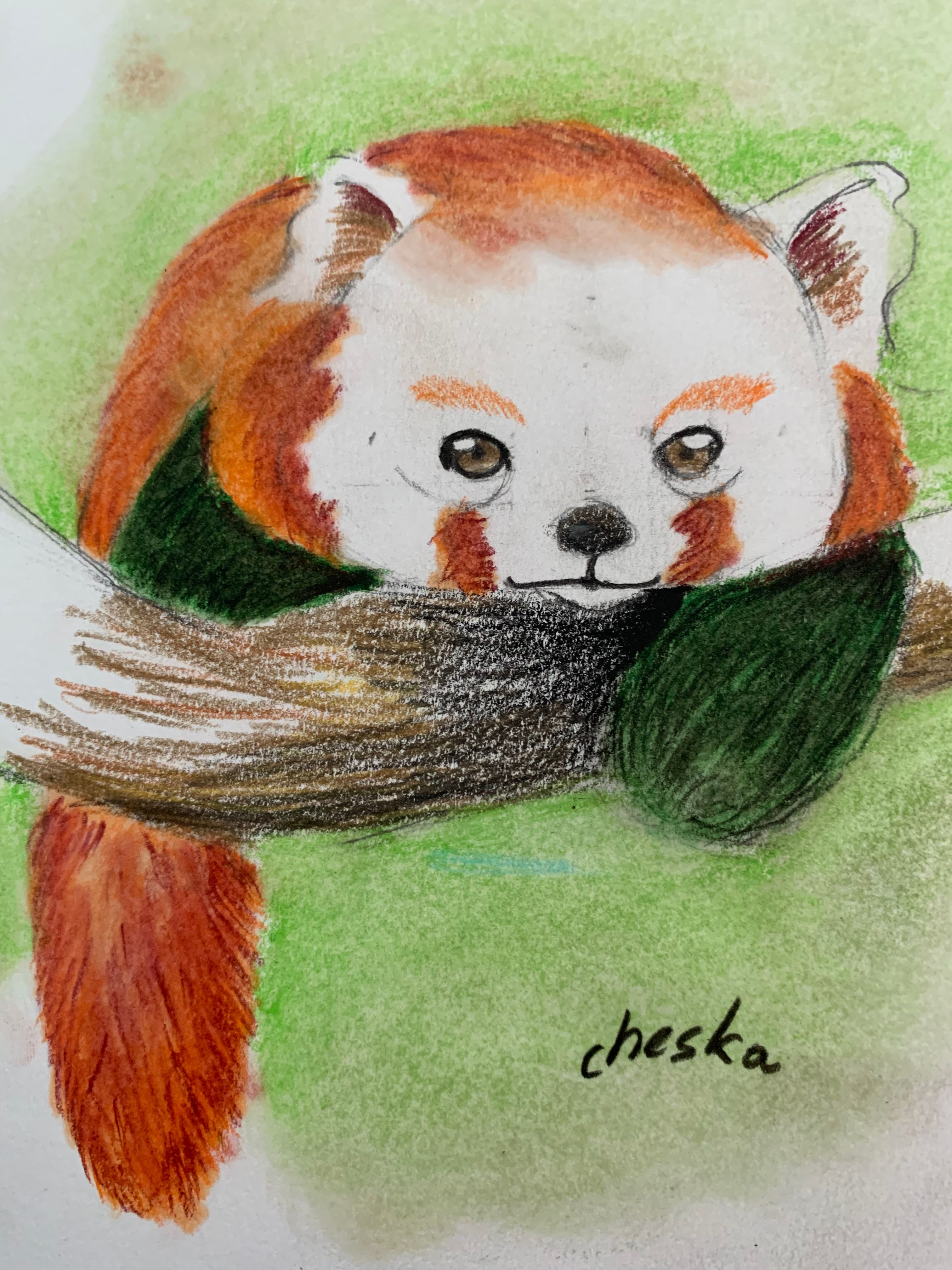 Drawing Learn How To Draw A Wild Animal Red Panda Small Online Class For Ages 10 15