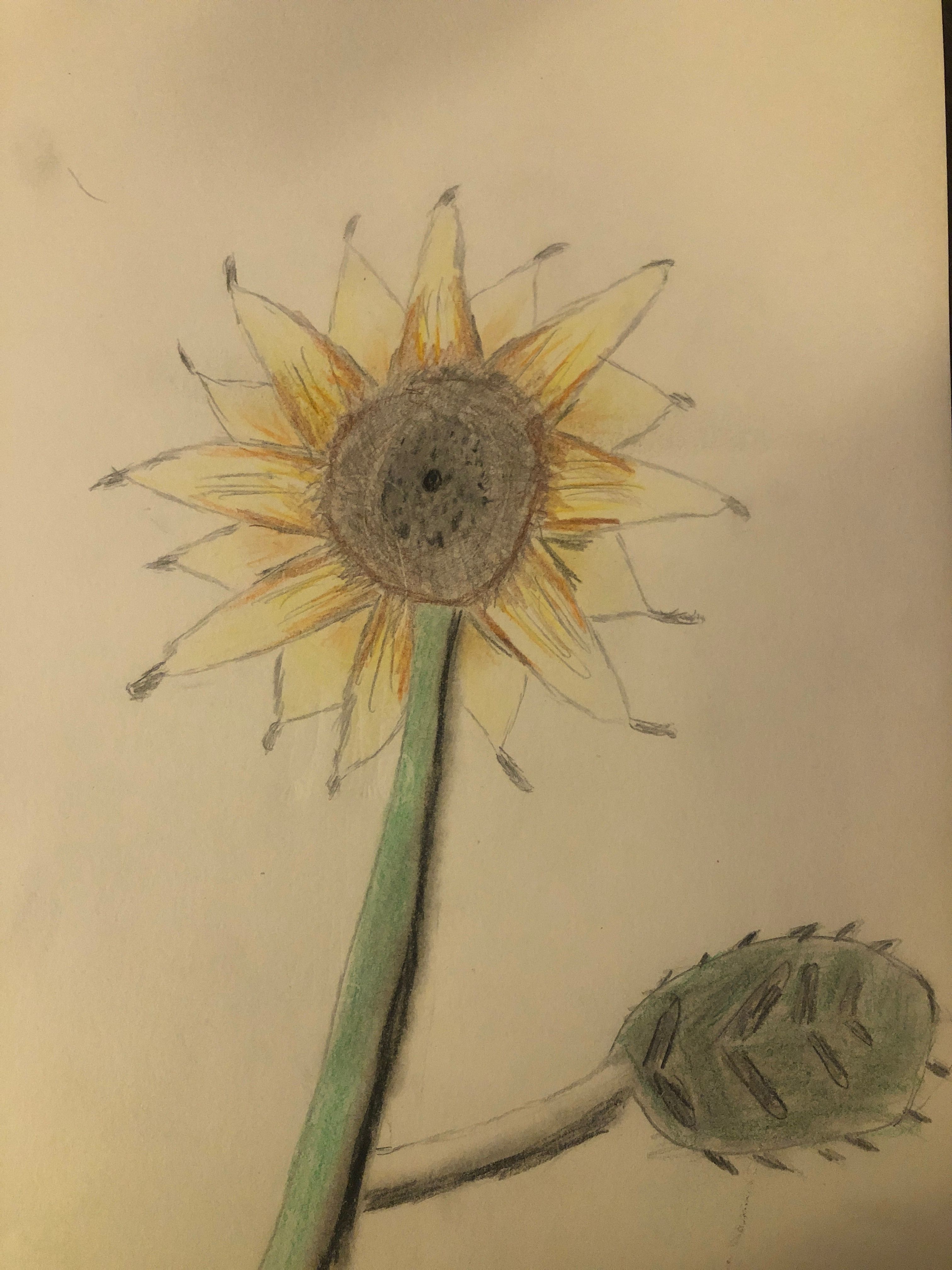 Sunflower Shading and Coloring Using a Pencil and Colored Pencils ...