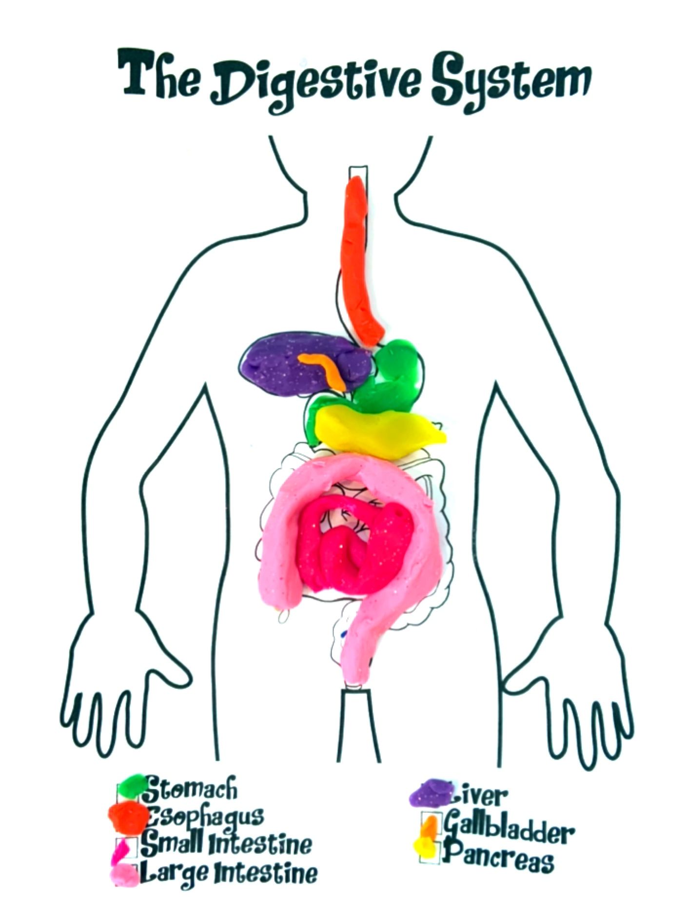 Build a Play-Doh Digestive System — Introduction to Anatomy - Human ...