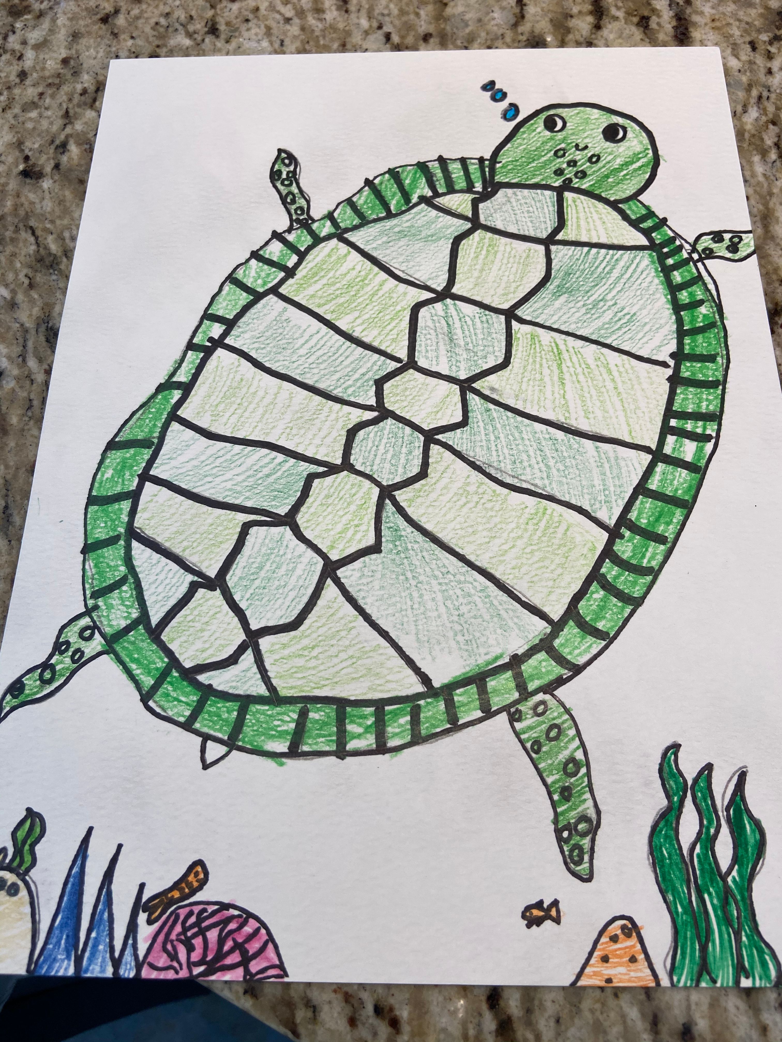 The Sea Turtle: Science and Directed Drawing - June 16th is World Sea ...