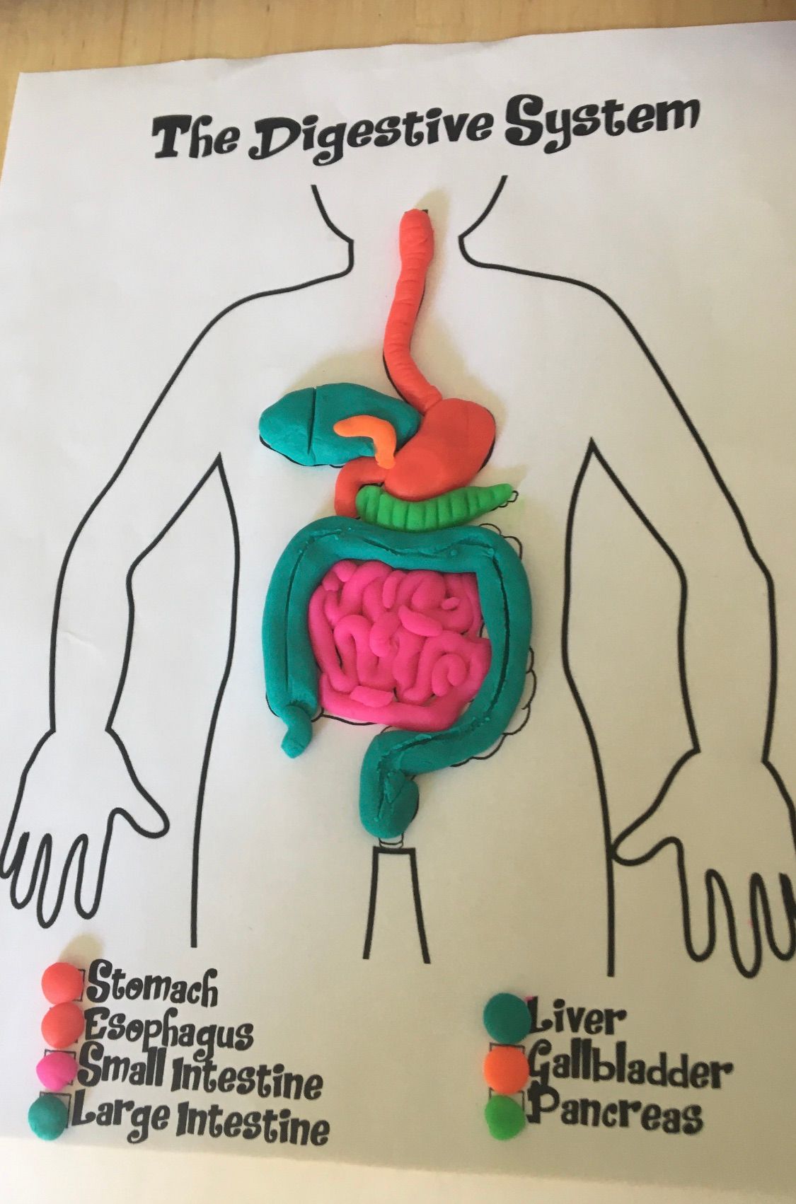 Build a Play-Doh Digestive System — Introduction to Anatomy - Human ...