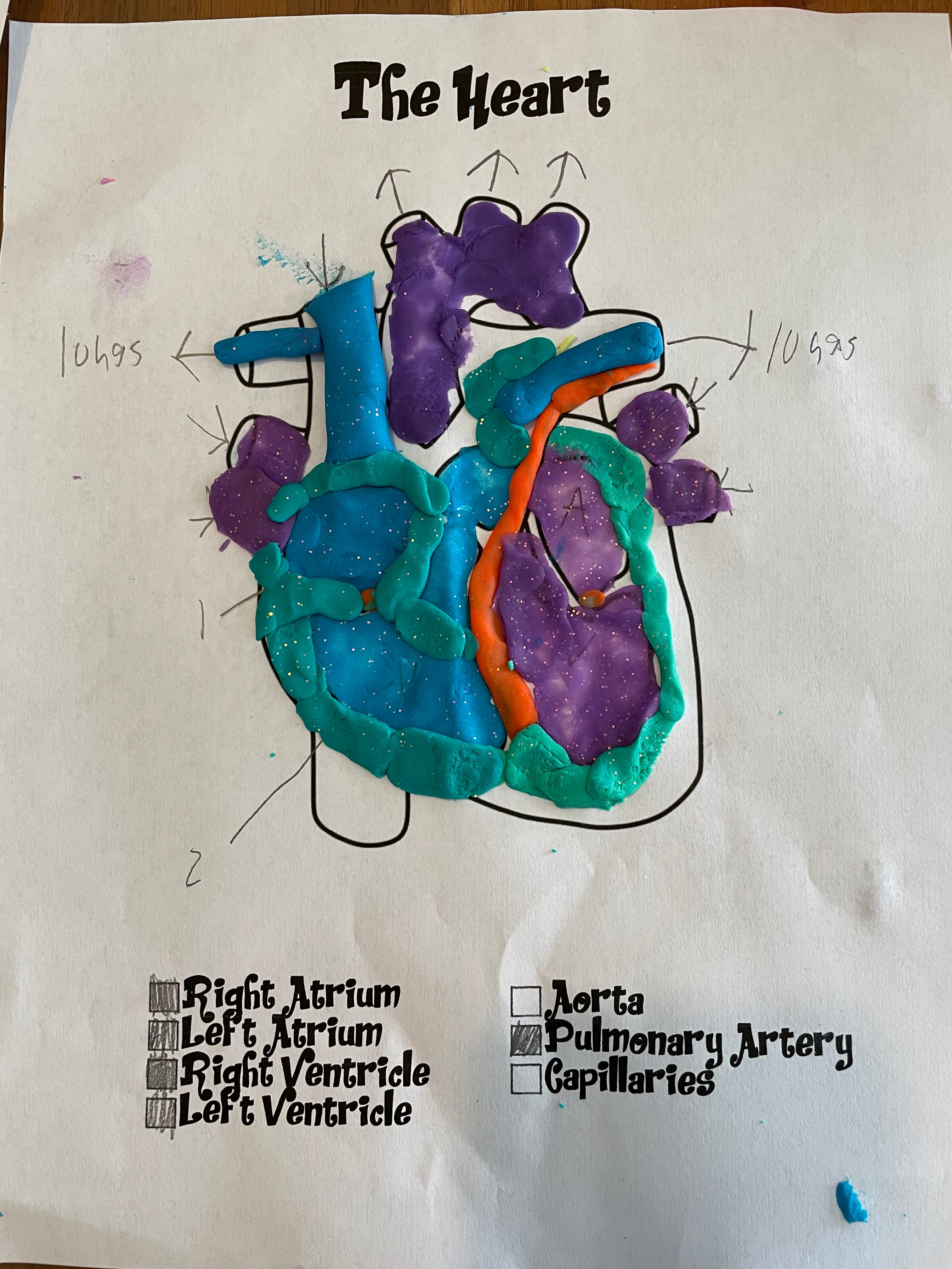 Build a Play-Doh Heart - Intro to the Circulatory System -Human Body ...