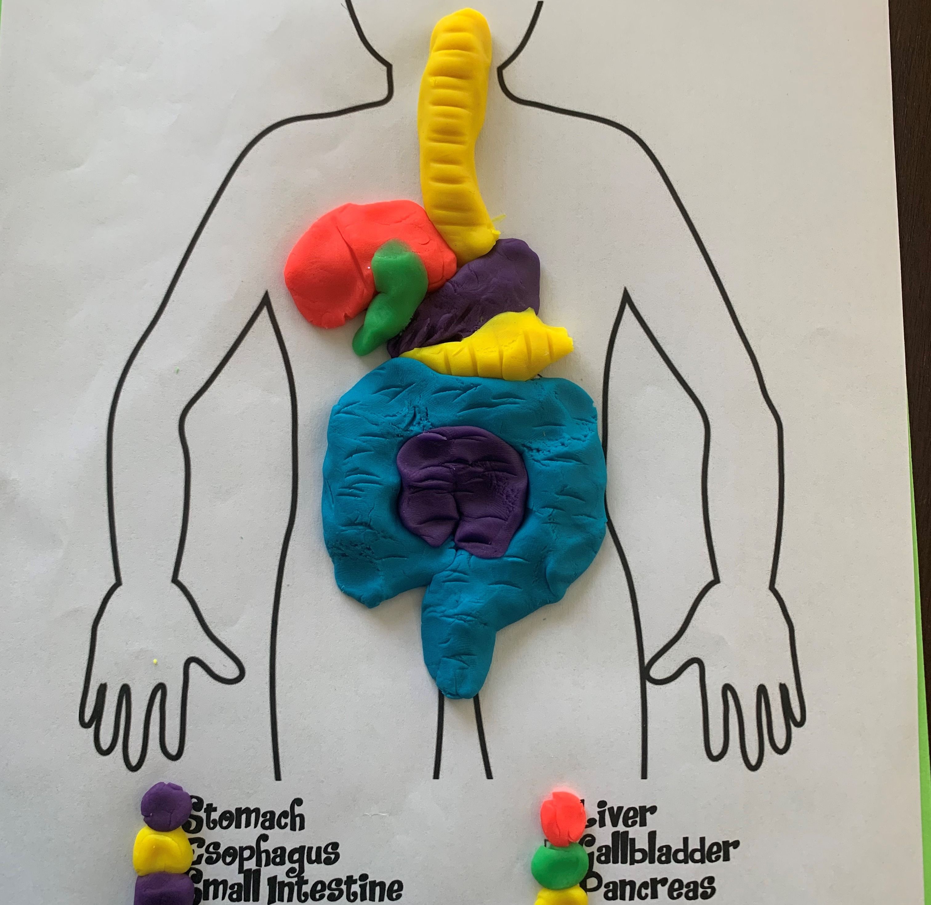 Build A Play-Doh Digestive System — Introduction To Anatomy - Human ...