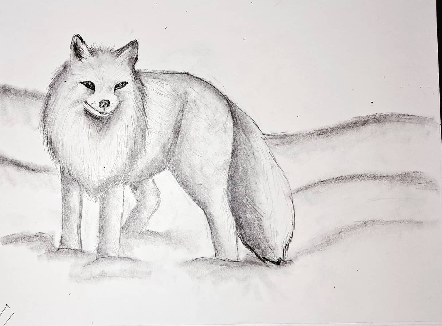 Winter Animal Art Realistic Arctic Fox Sketch Small Online Class for