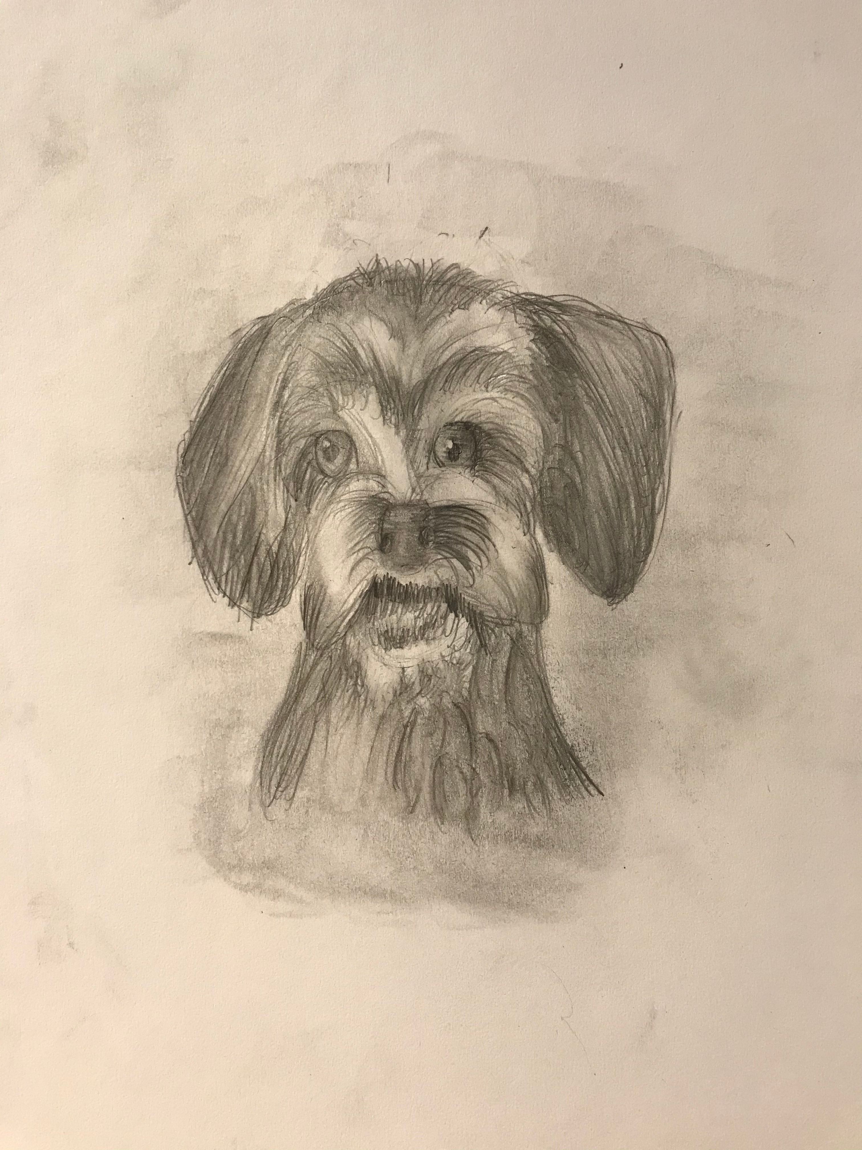 Sketching: Learn How to Sketch a Dog - Schnauzer | Small Online Class