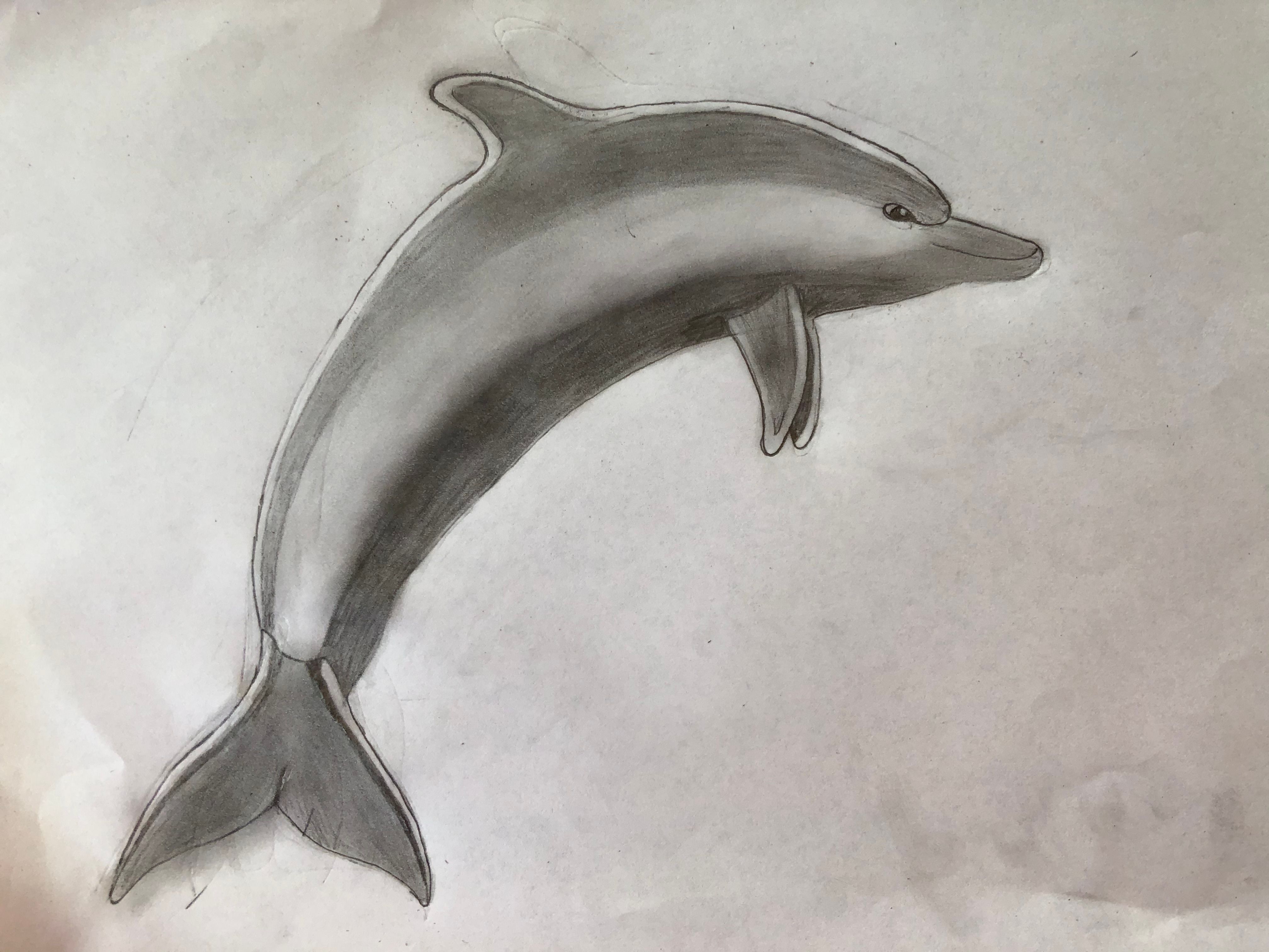 Draw a Realistic Dolphin! Small Online Class for Ages 1014 Outschool