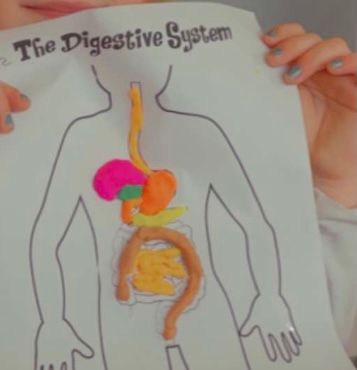 Build a Play-Doh Digestive System — Introduction to Anatomy - Human ...