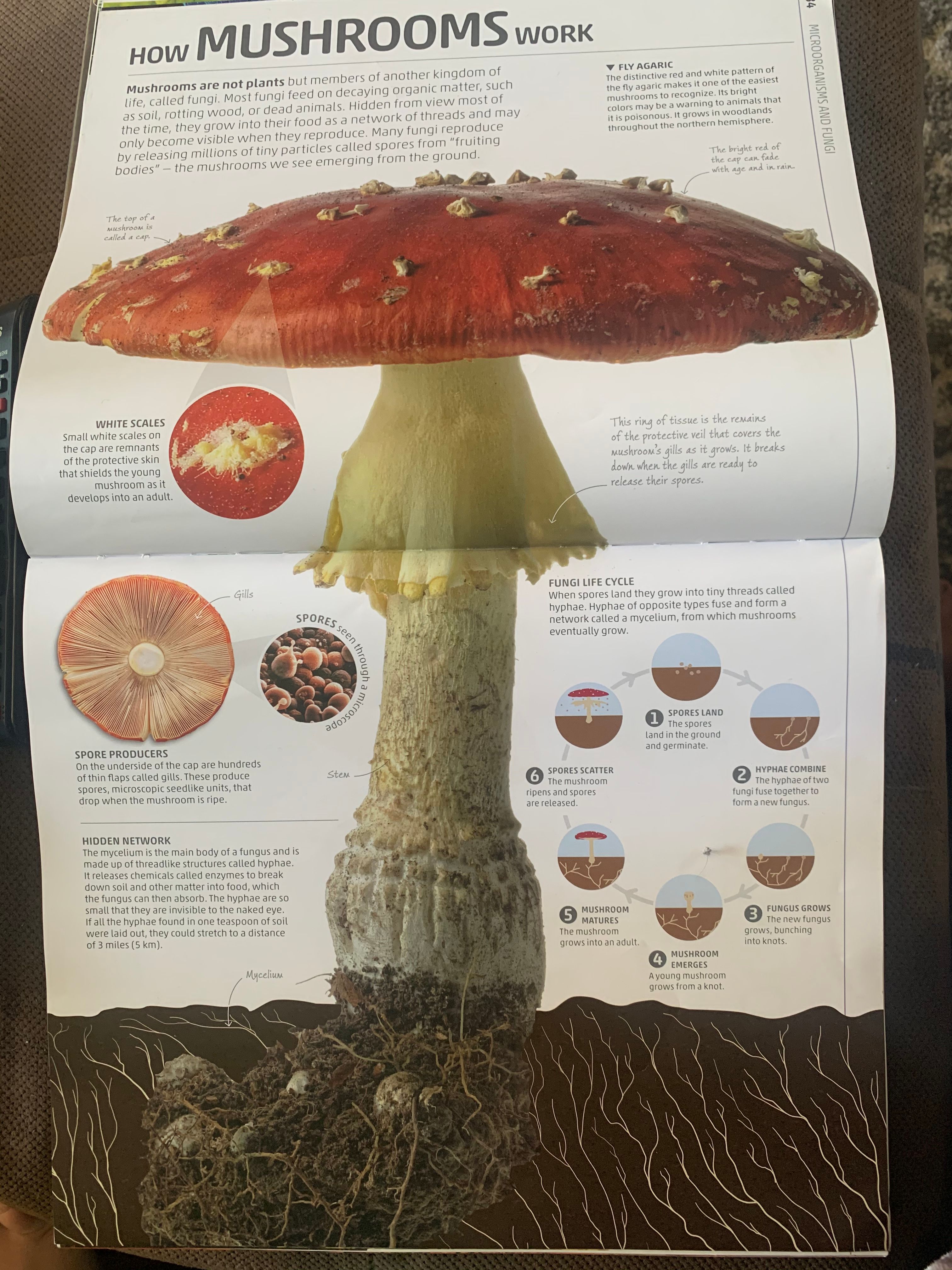 The Magical World of Fungi Part 2: Mushroom Identification + Fun Facts ...