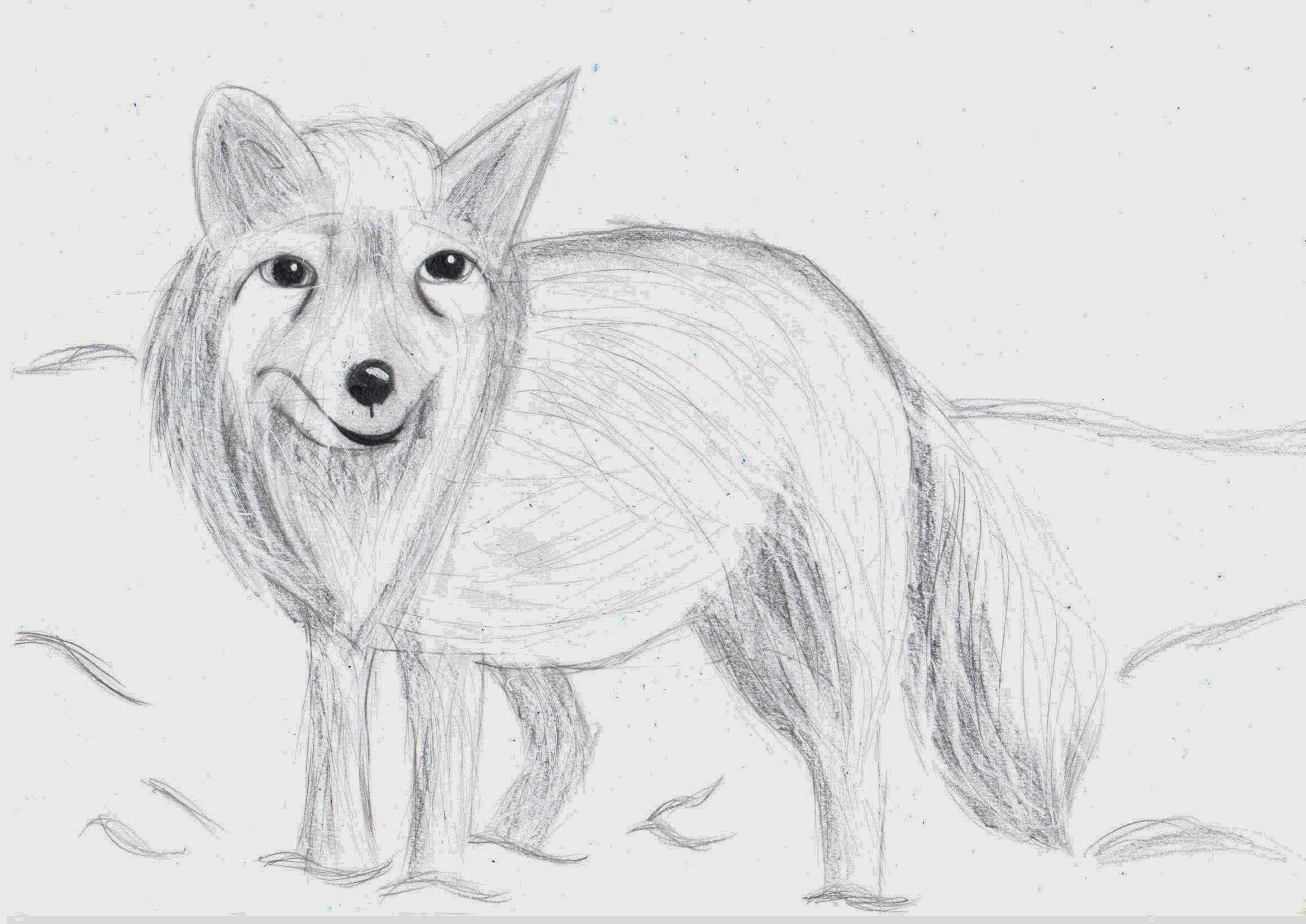 Winter Animal Art: Realistic Arctic Fox Sketch | Small Online Class for