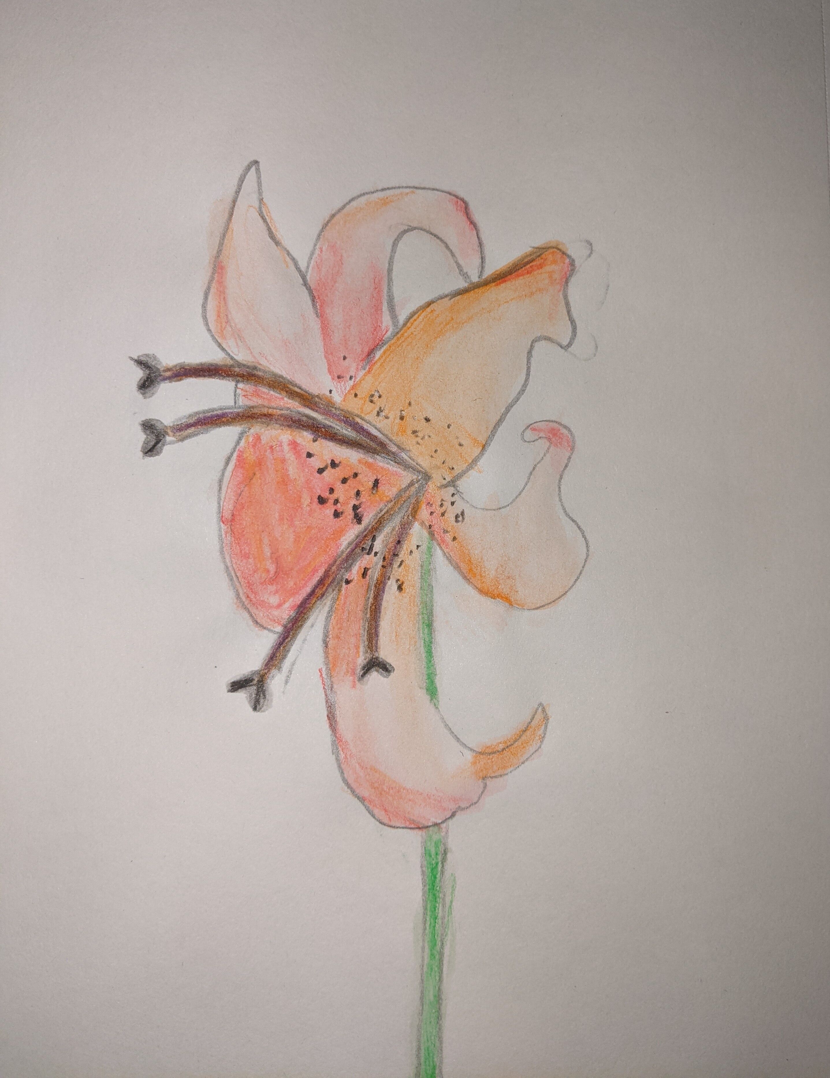 Art - Drawing Flowers in Colored Pencils and Watercolor Pencil Small 