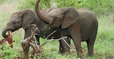 It S A Zoo Out There Elephants Small Online Class For Ages 6 9 Outschool