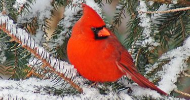 Birds In Winter Nature Art Series Life Science Through Creativity Small Online Class For Ages 10 14 Outschool
