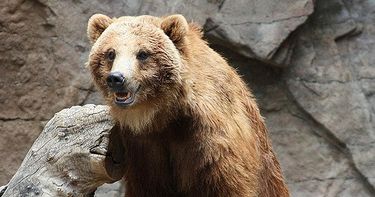 The Fascinating World Of Bears Small Online Class For Ages 7 12 Outschool