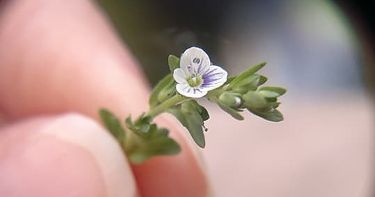 Nature Adventure Series Close Up Plants And Flowers Small Online Class For Ages 8 12 Outschool