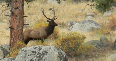 Connecting To The Wild Animal World Small Online Class For Ages 10 15 Outschool