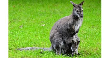 Marvelous Marsupials Ages 7 12 Flex Small Online Class For Ages 7 12 Outschool