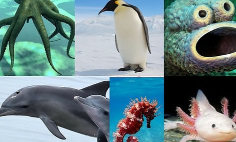 Camp Aqua Aquatic Animals Weird Magical Almost Unbelievable Facts Small Online Class For Ages 6 11 Outschool