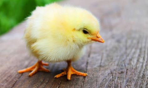 Incubate Your Own Chicken Eggs 3 Weeks To Chicks Small Online Class For Ages 8 13 Outschool - roblox chicken beak