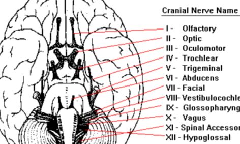 Neuroanatomy Cranial Nerves Small Online Class For Ages 15 18