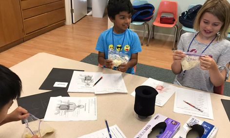 Human Anatomy And Physiology Weeklong Summer Camp Small Online