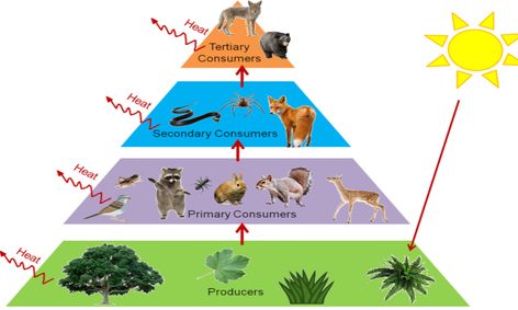 Life Science Ecology Food Chain Energy Pyramid Ecosystems And Symbiosis Small Online Class For Ages 8 13 Outschool