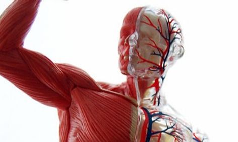 Human Anatomy For Middle Schoolers Small Online Class For Ages