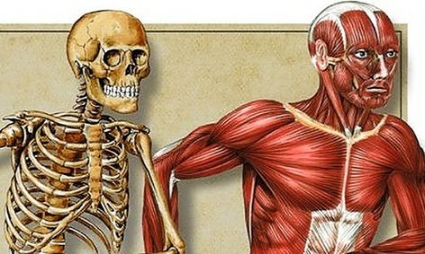 Human Anatomy Physiology For High Schoolers Small Online