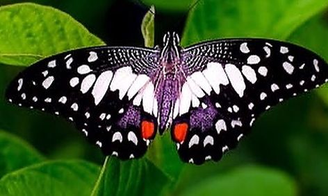 Explore Painting Beautiful Butterflies With Watercolor Oil Pastel And Crayons Small Online Class For Ages 5 8 Outschool Aliexpress carries many oil painting butterfly beautiful related products, including abstract dancers art oil paintings hand. outschool