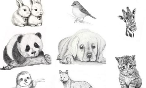 Let S Draw Baby Animals Drawing Sketching Club Ages 8 11 Small Online Class For Ages 8 11 Outschool