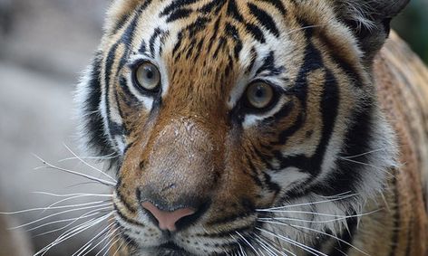 Intro To Zoology Small Online Class For Ages 9 14 Outschool