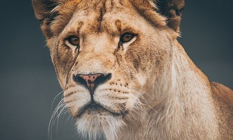 Common Creature Lion Animals Summer Camp Small Online Class For Ages 8 12 Outschool