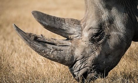 Zoology Semester Course Small Online Class For Ages 10 14