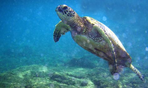 Introduction To Marine Biology 14 18 Small Online Class For