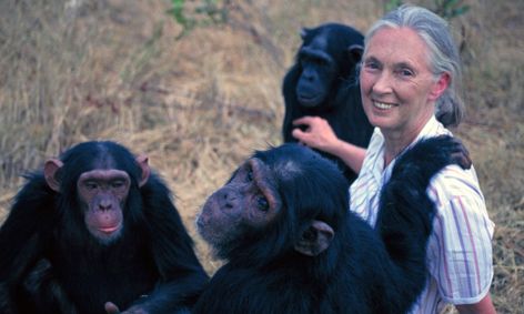 Great Personalities Jane Goodall Flex Small Online Class For