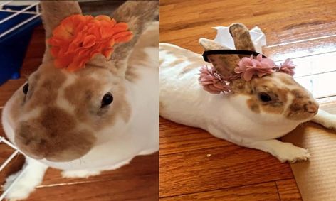 animal lessons bunny rabbits with fun craft activity and live bunny rabbit small online class for ages 4 7