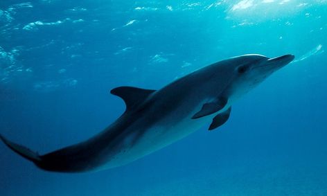 Marine Science Life In The Open Sea Small Online Class For Ages