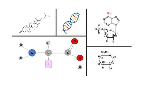 Introduction To Biochemistry Flex Small Online Class For Ages