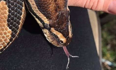 the ultimate snake course junior small online class for ages 5 9