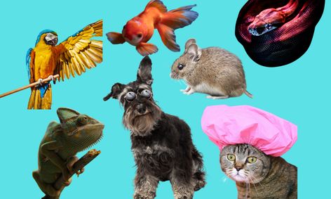 little public speakers pet show and tell plus silly pet videos small online class for ages 6 10