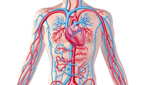 Human Anatomy The Basics 10 13 Small Online Class For Ages