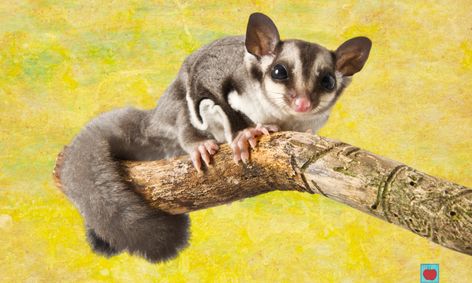 All About Pets Sugar Gliders Small Online Class For Ages 7 11 Outschool
