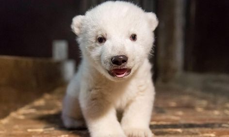 Baby Polar Bear Rescue Activity Small Online Class For Ages 8 12 Outschool